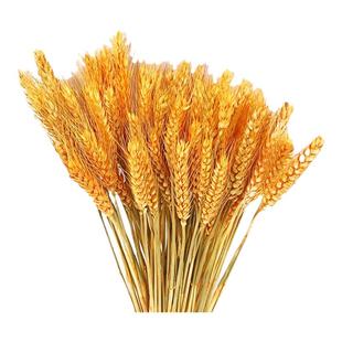 开业大麦金黄色麦穗彩色干花花束田园客厅婚庆装饰摆件拍摄道具