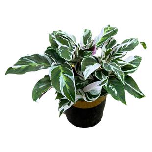 荷兰进口白油画竹芋盆栽室内阳台四季观叶网红绿植花卉耐阴耐养花