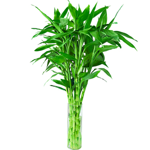 富贵竹水培植物客厅招财绿植花卉