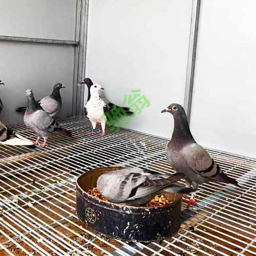 yut【小型拼装鸽笼鸽棚】A阳城组装鸽舍种鸽飞鸽鸡笼通用笼骨折价