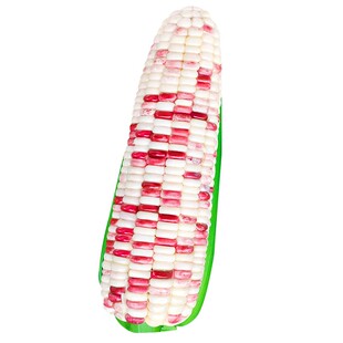 浙糯14糯玉米种子大棒五彩甜糯玉米种籽四季高产特大耐旱大全种孑