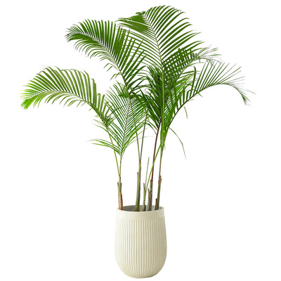 老桩散尾葵客厅大型落地盆栽