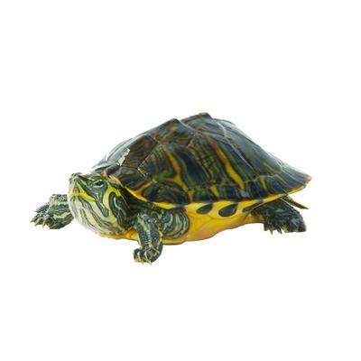 深水黄耳龟yee外塘养殖