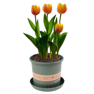 10颗郁金香5度球进口种球土水培耐寒花卉冬季地栽庭院盆栽户外种