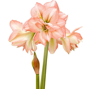 虹越南非朱顶红种球进口球根盆栽花卉单重瓣开花球鬼魅阿弗雷初恋