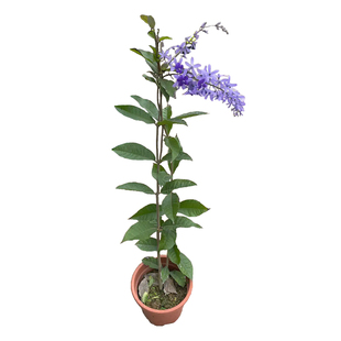 蓝花楹树苗大树老桩耐寒正宗名贵造型风景树乔木彩色绿化庭院种植