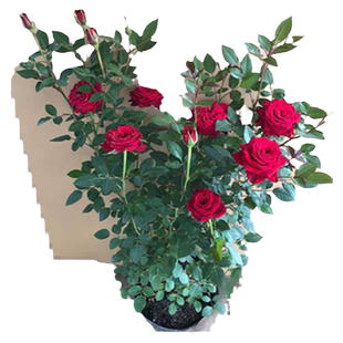 玫瑰月季花苗盆栽蔷薇藤本多季开花好养花卉室内植物微型庭院地载