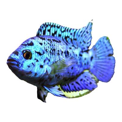 银河星钻美洲观赏鱼珍珠易养短鲷