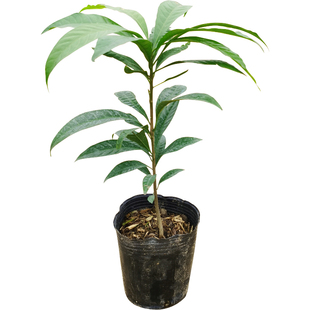 新品耀堂仙桃果苗鸡蛋果大果嫁接苗四季果树苗庭院盆栽南方地栽