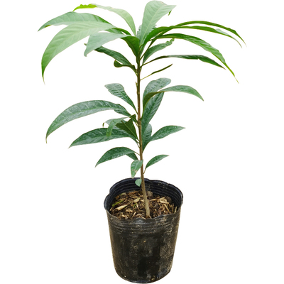 新品仙桃果苗鸡蛋果嫁接苗四季