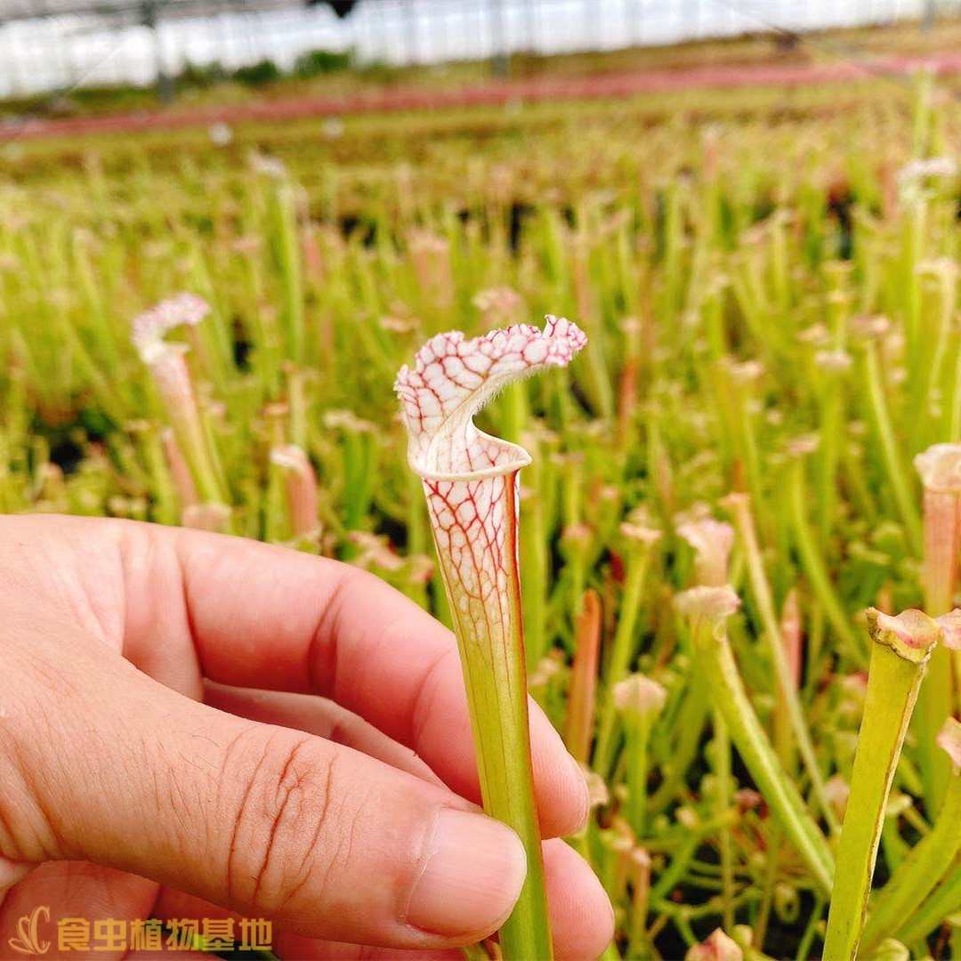 巨型红网纹白瓶子草