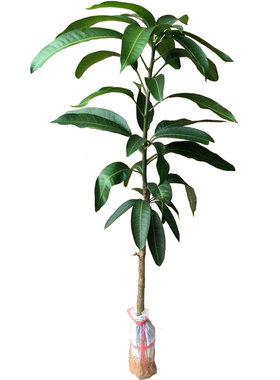 芒果树苗大果金煌芒广西发货