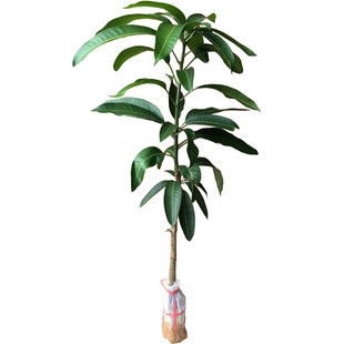 广西芒果树苗金煌桂七贵妃四季芒果苗树嫁接带土盆栽阳台南方种植