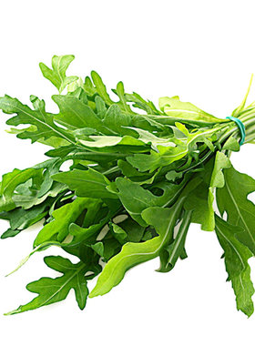蔬菜意大利种子四季盆栽芝麻菜