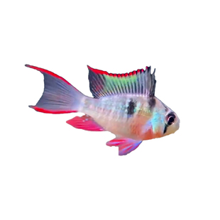 玻利维亚凤凰鱼小型热带鱼草缸慈鲷淡水鱼南美原生态鱼三湖慈鲷