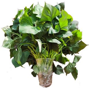 正宗烟薯25号红薯苗 保真糖心蜜薯苗25号高产地瓜苗藤 脱毒番薯苗