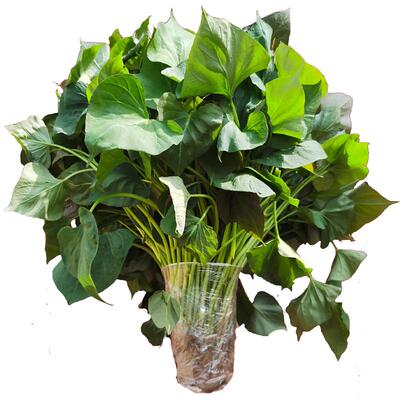 正宗烟薯25蜜薯苗脱毒保真红薯苗