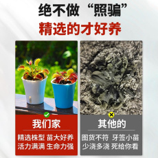 насекомоядное растение 超大捕蝇草盆栽猪笼草食虫草食人花驱蚊绿植捕虫草花卉趣味小盆栽