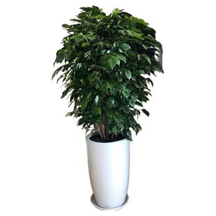 幸福树盆栽绿宝办公室客厅大型绿植净化空气喜阳植物深圳同城配送