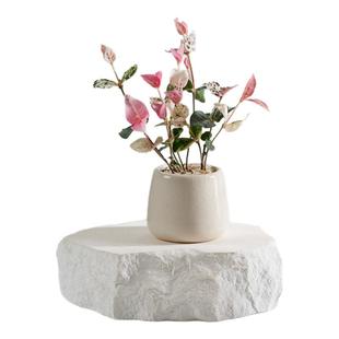 迷你花叶络石竹柏盆北欧风盆栽绿植办公室内好养花卉懒人植物摆件