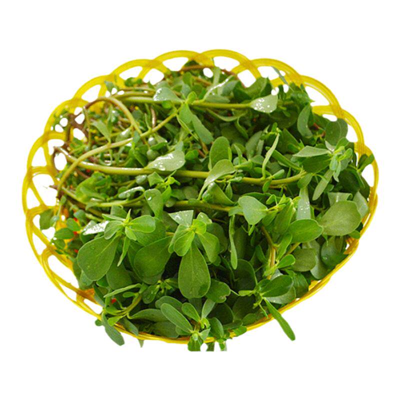 马齿苋新鲜红梗现挖带根马蜂菜纯五行菜山东省长寿菜500克装包邮
