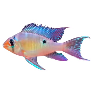 圣塔伦月亮宝石南美慈鲷温顺易养草缸热带鱼观赏鱼活体小型鱼包邮