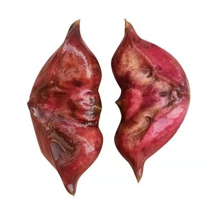 红薯种子紫薯育苗蜜薯烟薯番薯糖心蜜薯地瓜种秧苗育苗育种