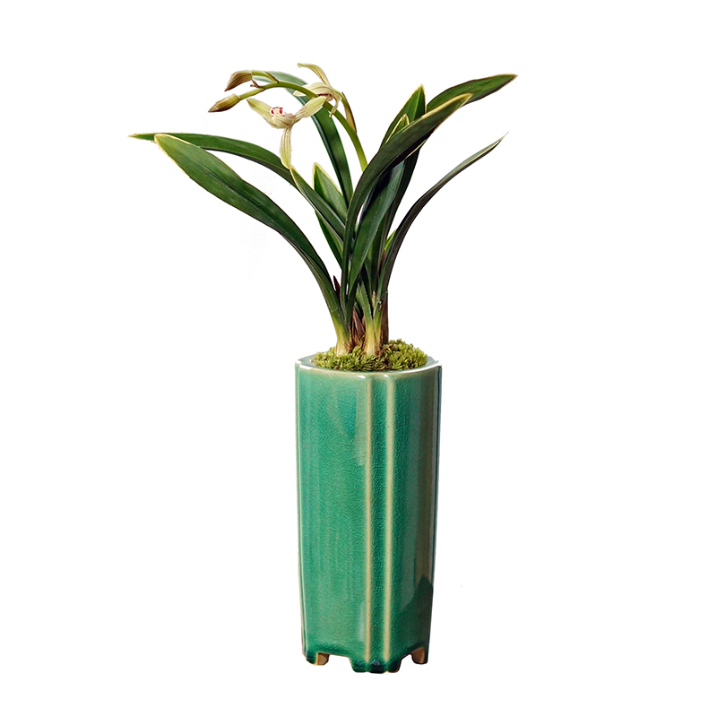 禅月达摩兰花国兰建兰桌面中式盆栽矮种小型兰花盆景香味高端植物