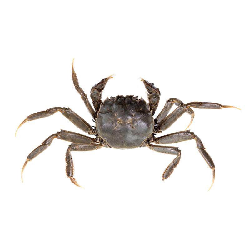 苏八鲜淡水大闸蟹苗活蟹养殖扣蟹苗中华绒螯螃蟹苗种幼苗稻田水产