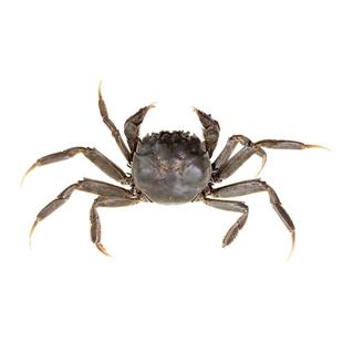 苏八鲜淡水大闸蟹苗活蟹养殖扣蟹苗中华绒螯螃蟹苗种幼苗稻田水产