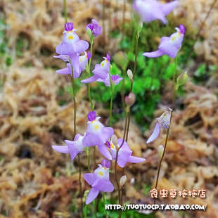 盆栽-食虫植物-瓦堡狸藻 (2cmx2cm) 花外形宛若淡紫兔子带黄领结