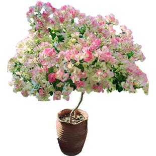 虹越绿樱重瓣三角梅四季开花盆栽大苗爬藤花卉植物阳台花树苗老桩