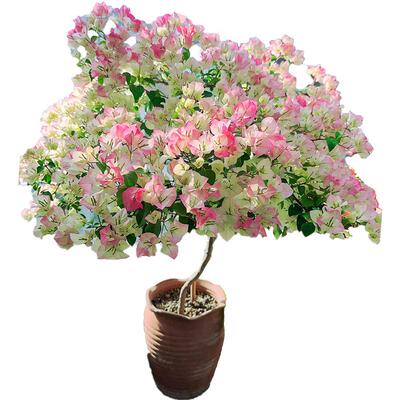 绿樱三角梅盆栽爬藤花卉四季开花