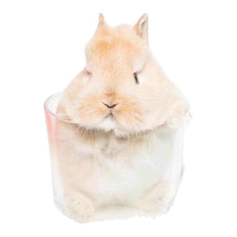 宠物兔道奇猫猫兔德英系安哥拉兔