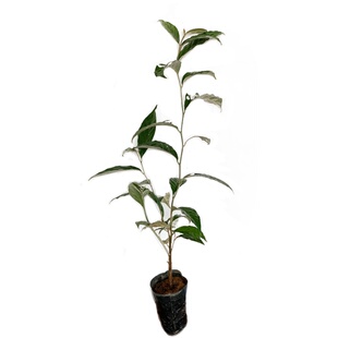 羊奶果苗羊奶果树苗胡颓子果树苗盆栽地栽庭院阳台种植当年结果