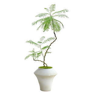 蓝花楹客厅绿植室内办公室桌面好养小植物真树苗玄关老桩造型盆景