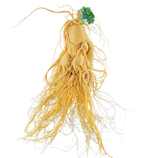 长白山人参东北泡酒专用人参中药材白参吉林人参滋补养生园参鲜参