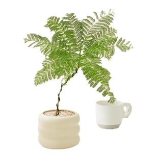 蓝花楹绿植盆栽客厅办公室内桌面植物造型小盆景四季好养净化空气