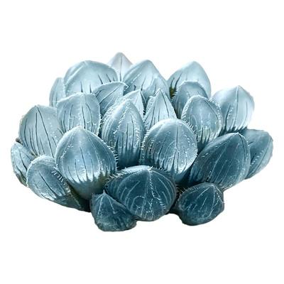 多肉植物办公室好养活美观