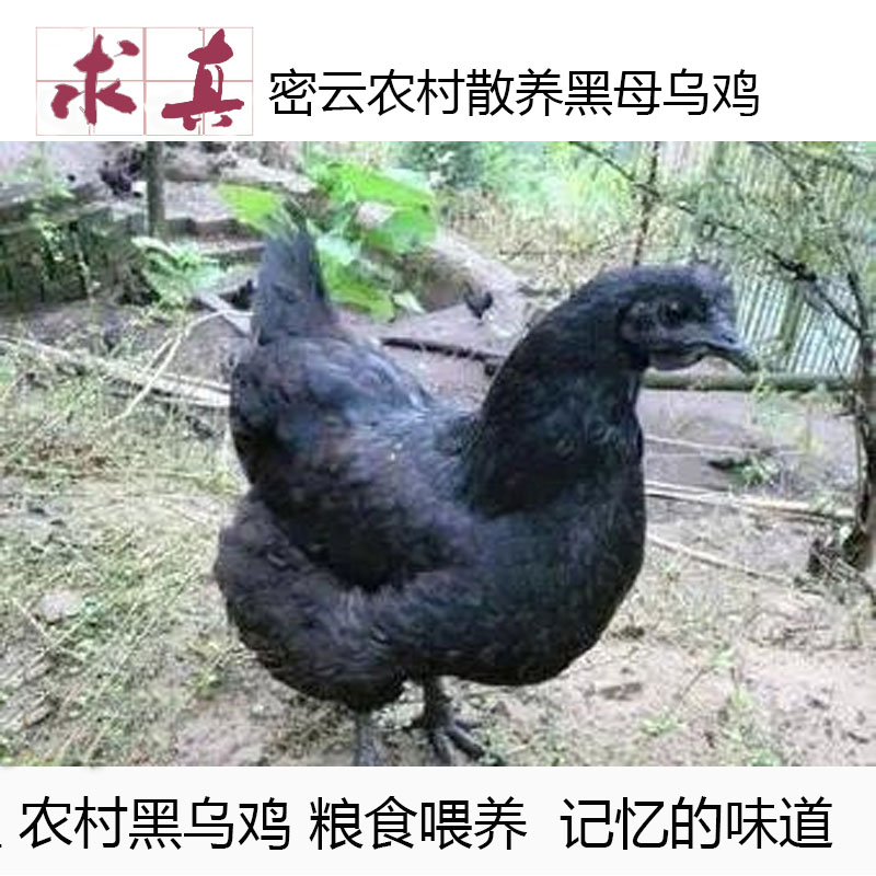 土乌鸡--密云山区农家散养半年白乌鸡滋补专用【零药残】