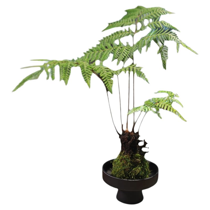 蕨类植物红磷蕨苔藓球水培绿植桌桌面绿植