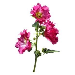 蜀葵花种籽子适合秋天种的高杆植物种子庭院室外路边公园绿化耐寒