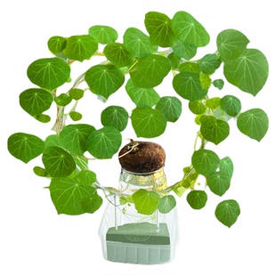 水培山乌龟爬藤植物一叶龟盆栽绿植观叶红藤种球室内植物四季好养