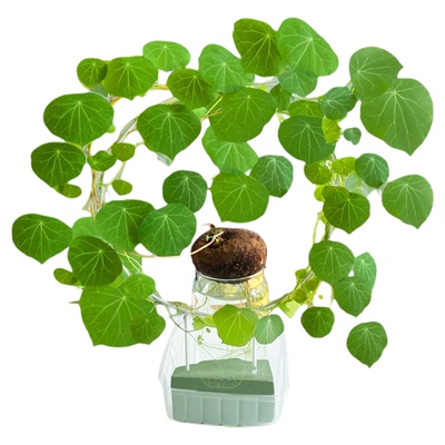 水培山乌龟爬藤植物一叶龟盆栽