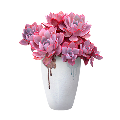 晚霞老桩多肉植物一物一拍