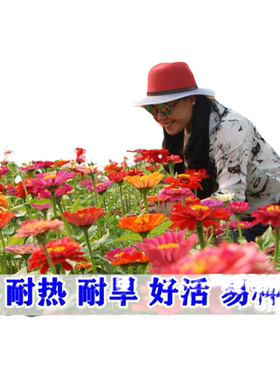 户外花种籽子百日草四季开花