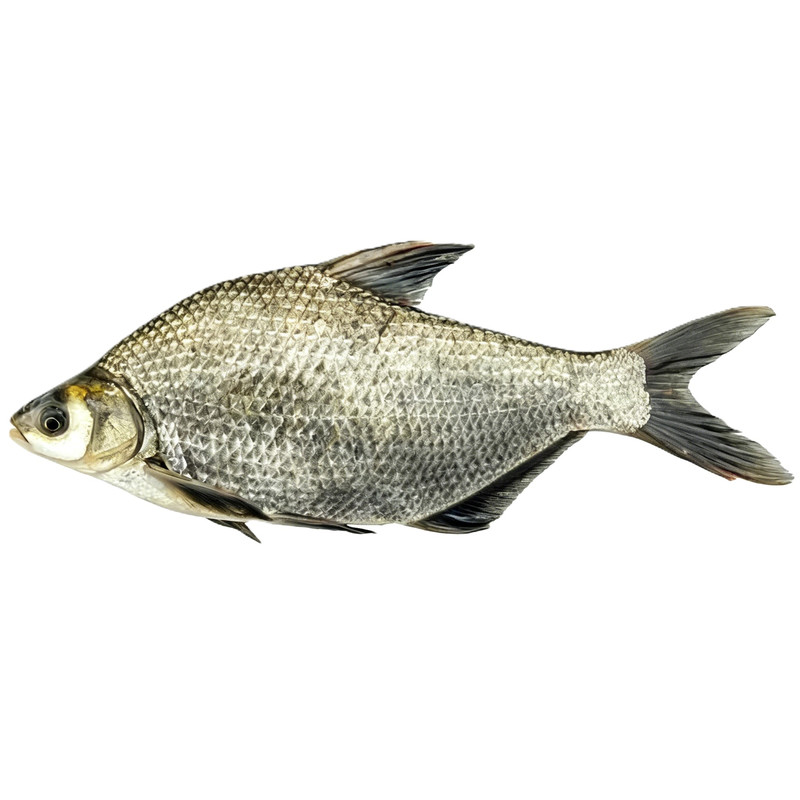 武昌鱼苗鳊鱼苗三角鲂团头鲂鱼苗淡水养殖食用扁鱼苗批发柳叶鳊鱼