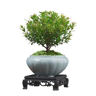 小叶赤楠老桩盆景苗植物花卉微景观水培办公室内好养四季常青盆栽