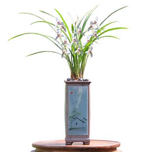 兰花草青山玉泉建兰四季兰素心花苗浓香带花苞盆栽花卉绿植物名贵