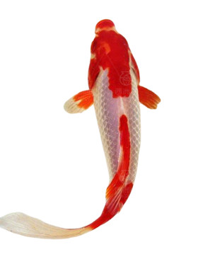 红白草金鱼苗易存活小鱼苗观赏鱼